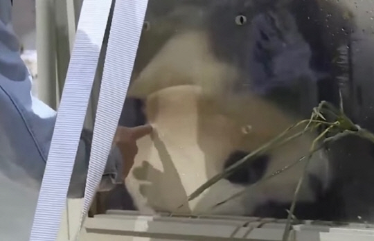 3일 중국 청두국제공항에 도착한 푸바오를 관계자가 손가락으로 찌르는 모습.<웨이보 캡처>